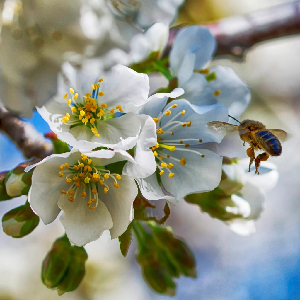 Excursiones Cerezo en Flor por el Valle del Jerte