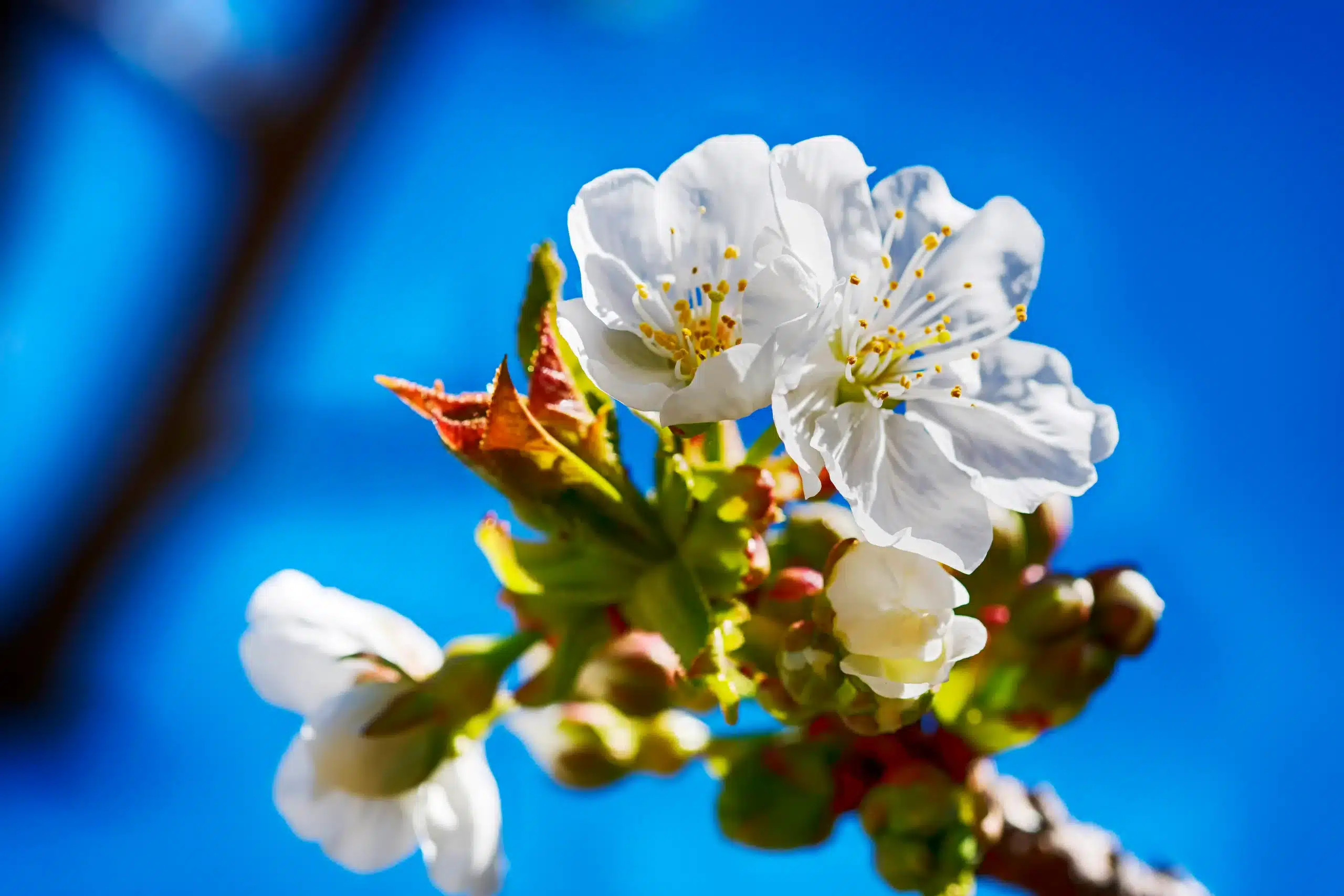 Cerezos en flor en el Valle del Jerte. Rutas en 4x4 a los Pilones