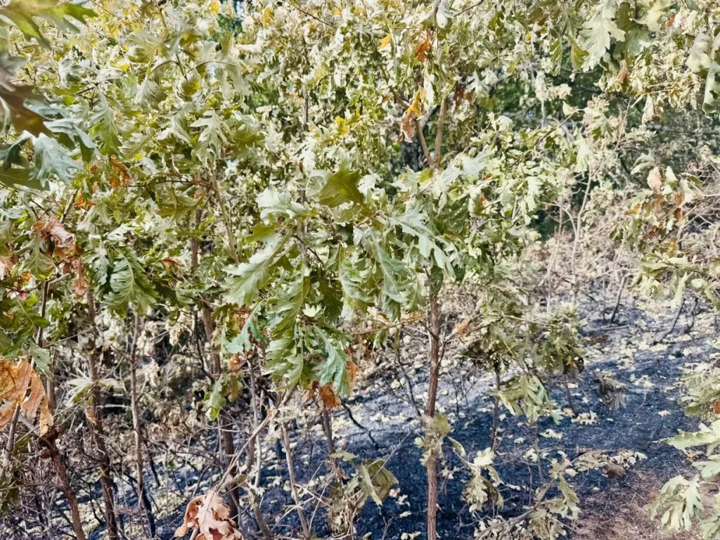 rastros del incendio de jarilla en el barranco de los papuos en el valle del jerte